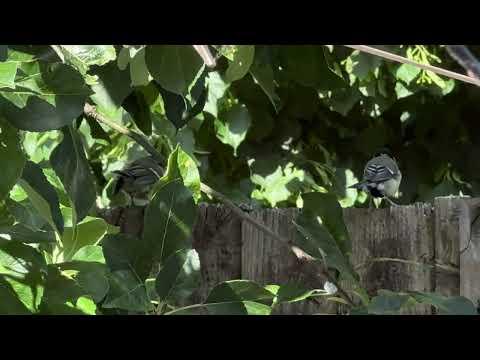 GreatTit Parent &amp; Fledgling on Fence - June 8