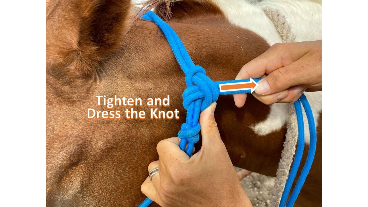 Halter 12.jpg