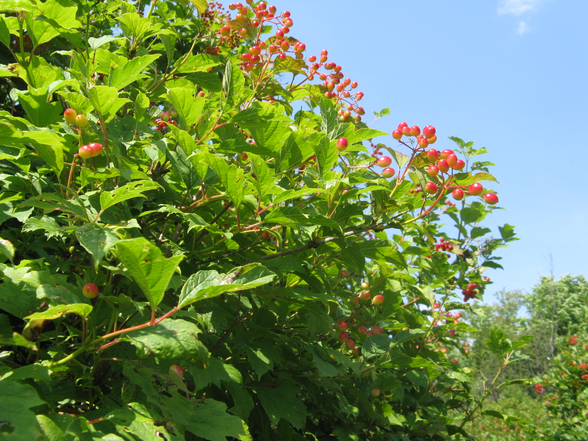 Highbush Cranberry Jelly 2.JPG