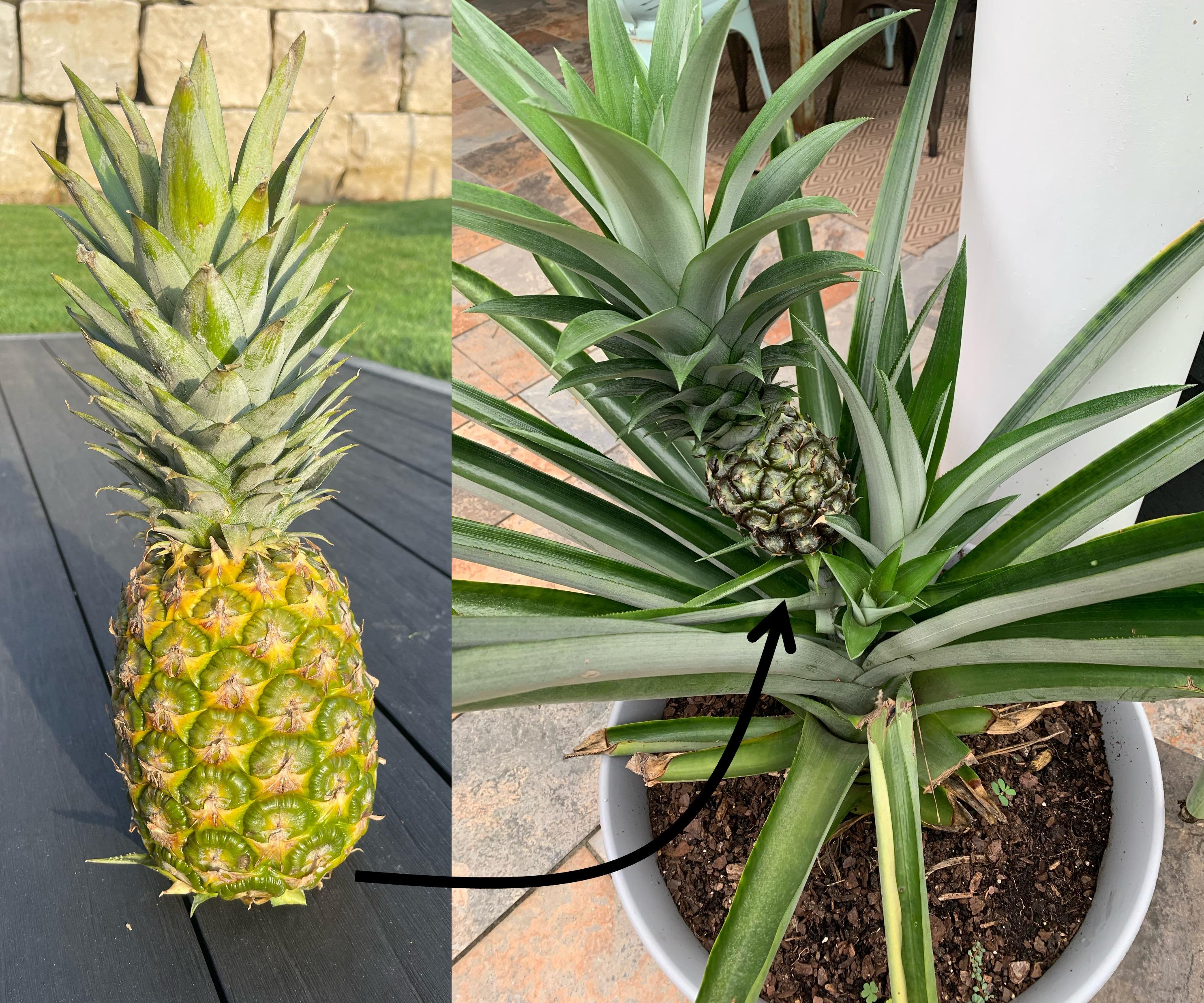 HomeGrownPineapples.jpg