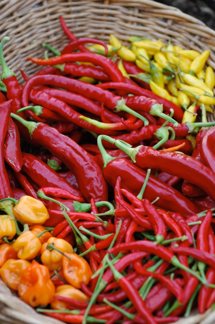 Hot Peppers &ndash; Version 2.jpg