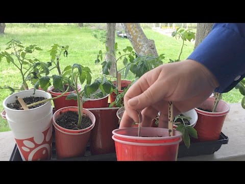 How to &amp;quot;Harden Off&amp;quot; Plants Started Indoors