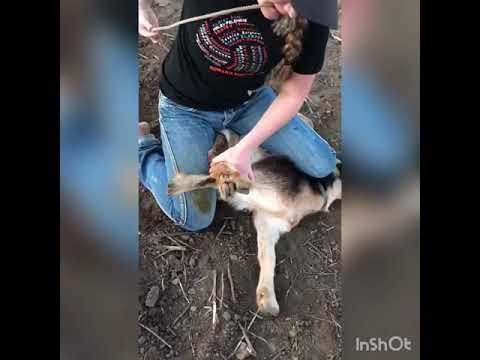 How to Goat Tie