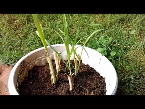 How to Grow Lemongrass from Stalks