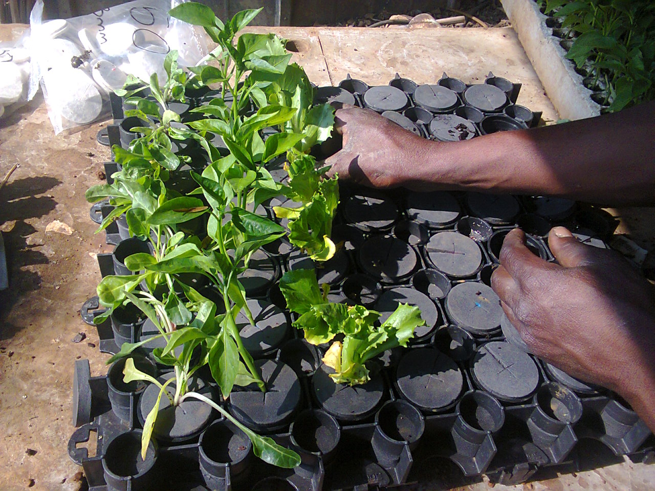 Loading the raft with seedlings.jpg