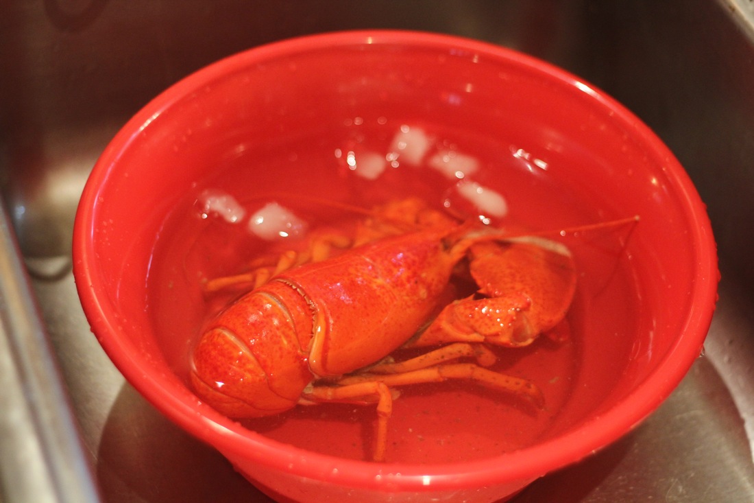 Lobster Ice Bath.jpg