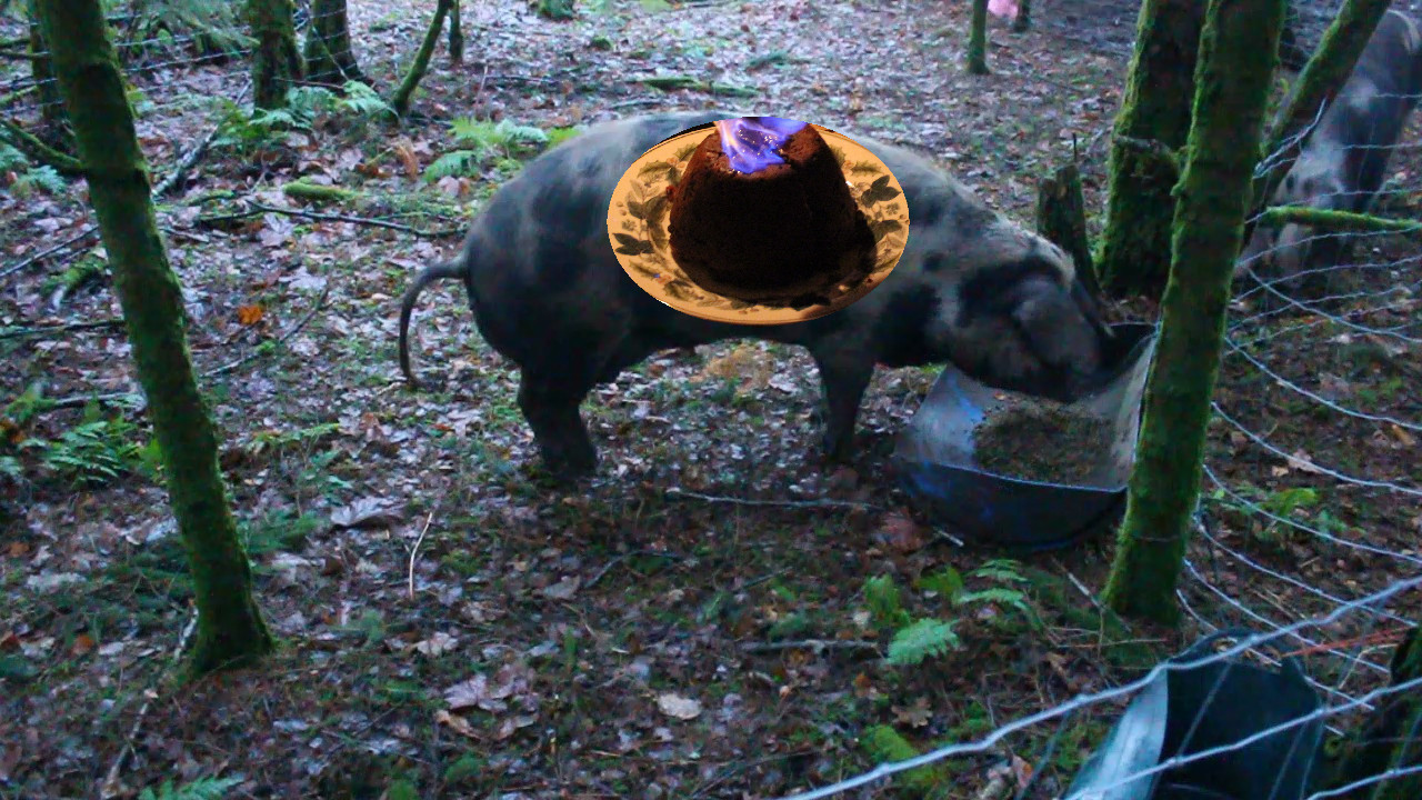 MVI_0781plum pudding pig.jpg