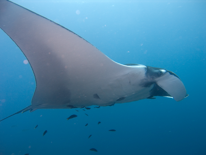 Manta_birostris-Thailand.jpg