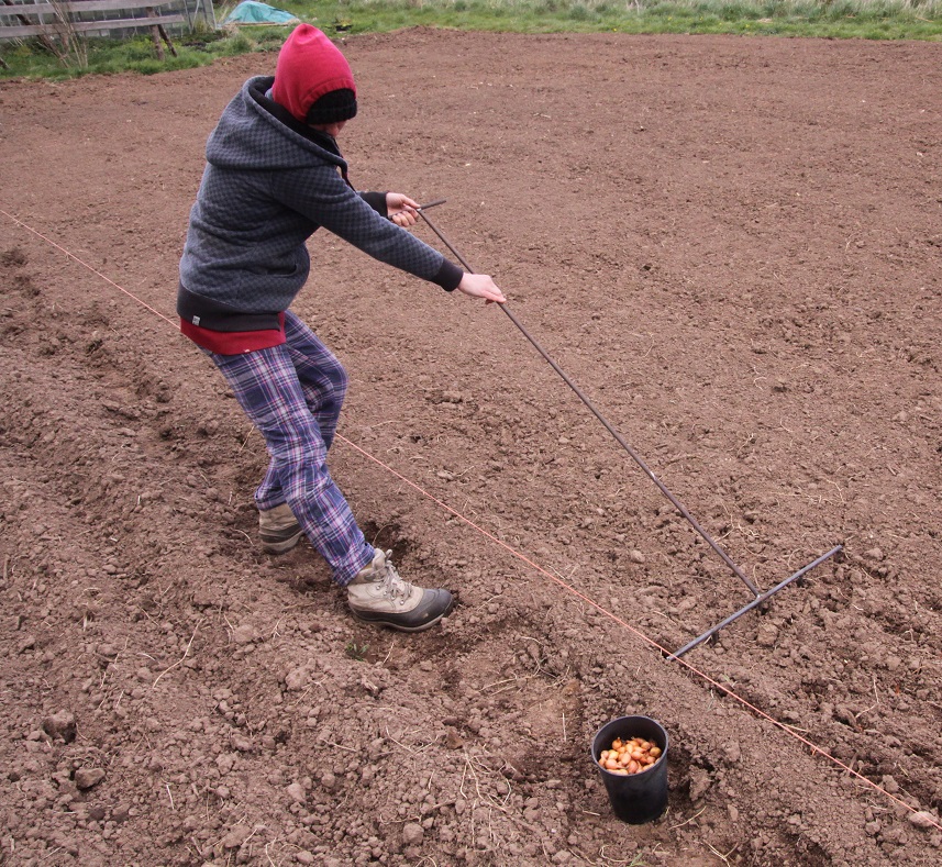 Marking out onion rows 01.jpg