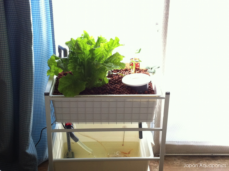 Micro Aquaponics Model 4 - 39.jpeg