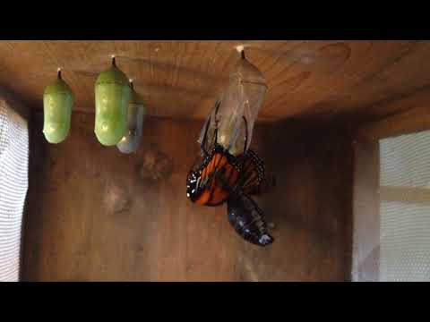 Monarch butterfly eclosing process