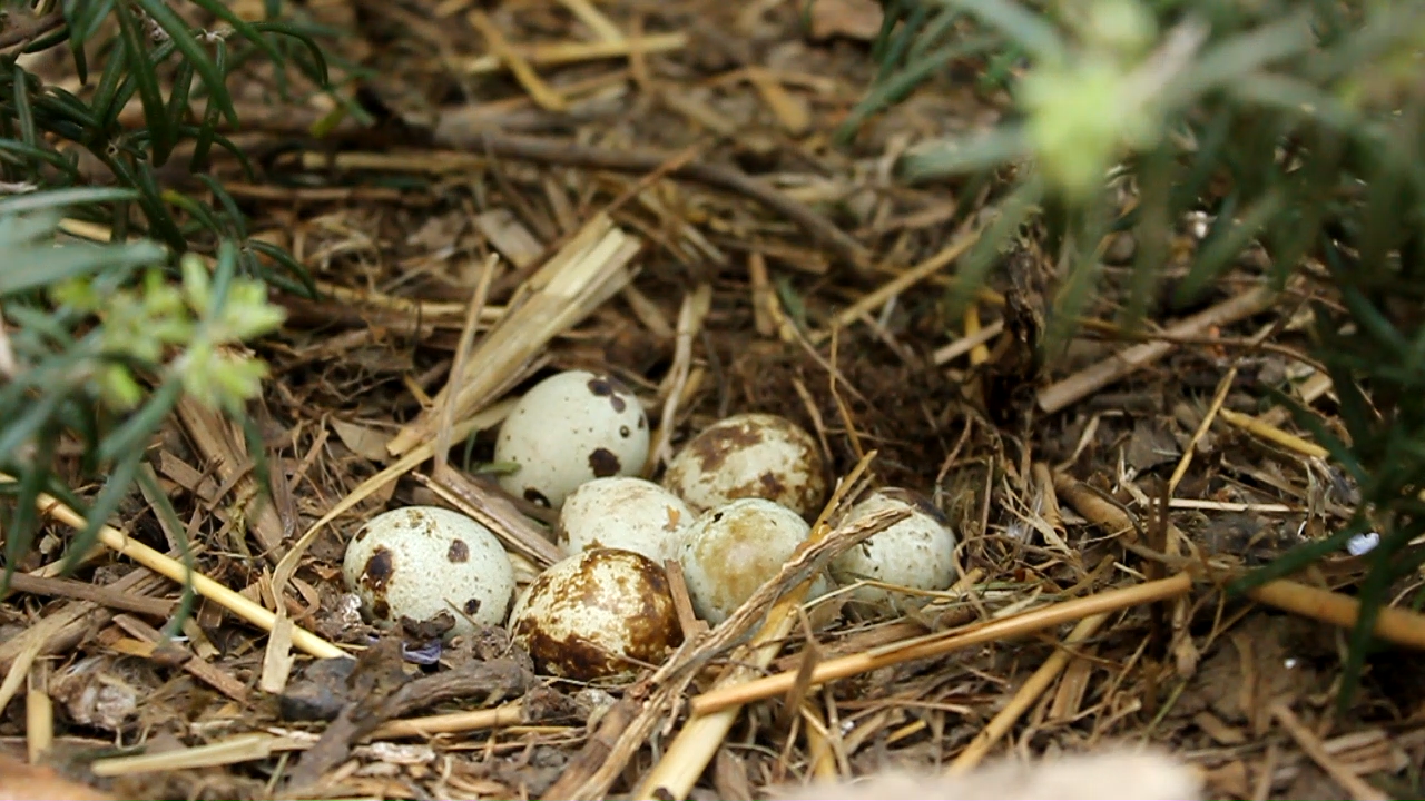 Nest Screenshot from MVI_7303.MOV.png