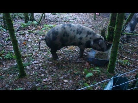 Oxford Sandy &amp;amp; Blacks Scottish Organic Smallholding. Highland Homestead. Cochons Cerdos Oxford