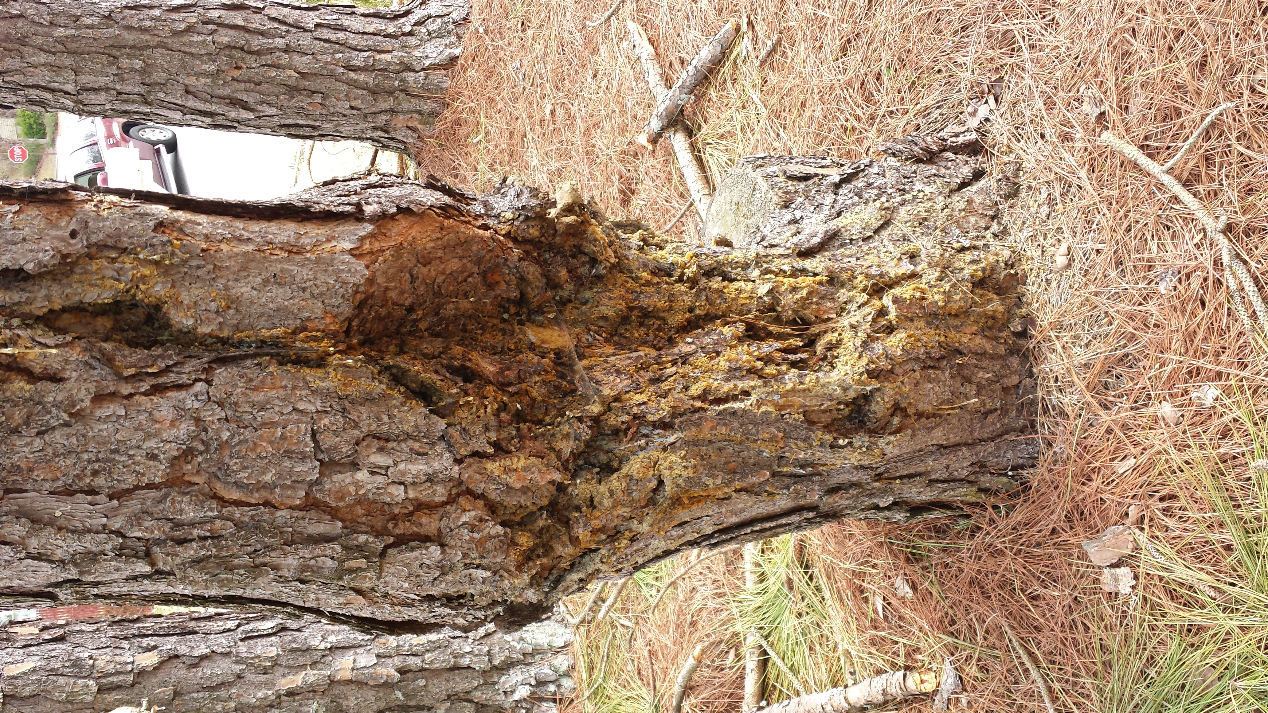 Pine Beetle Tree Damage.jpg