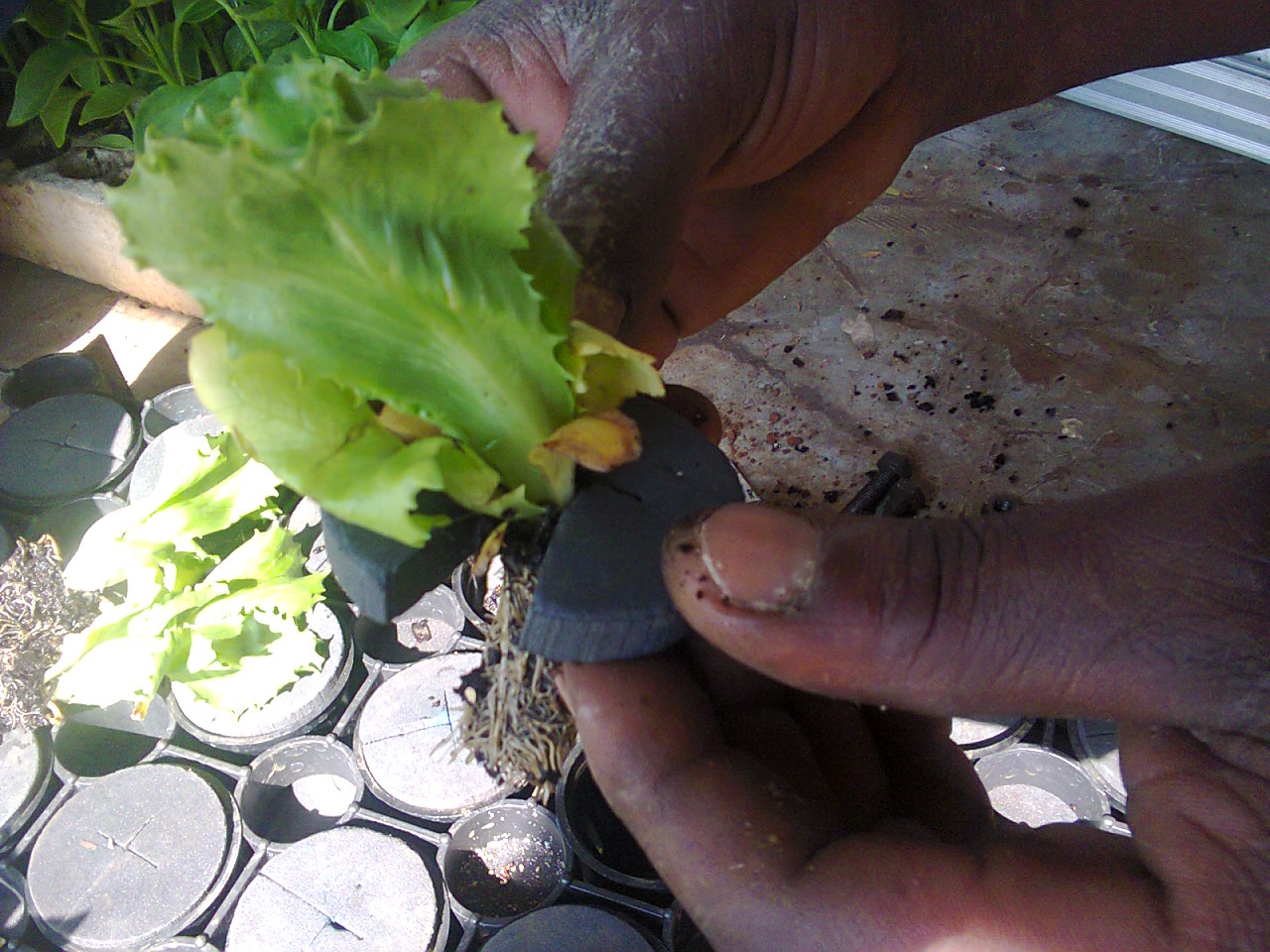 Placing collar around seedlings.jpg