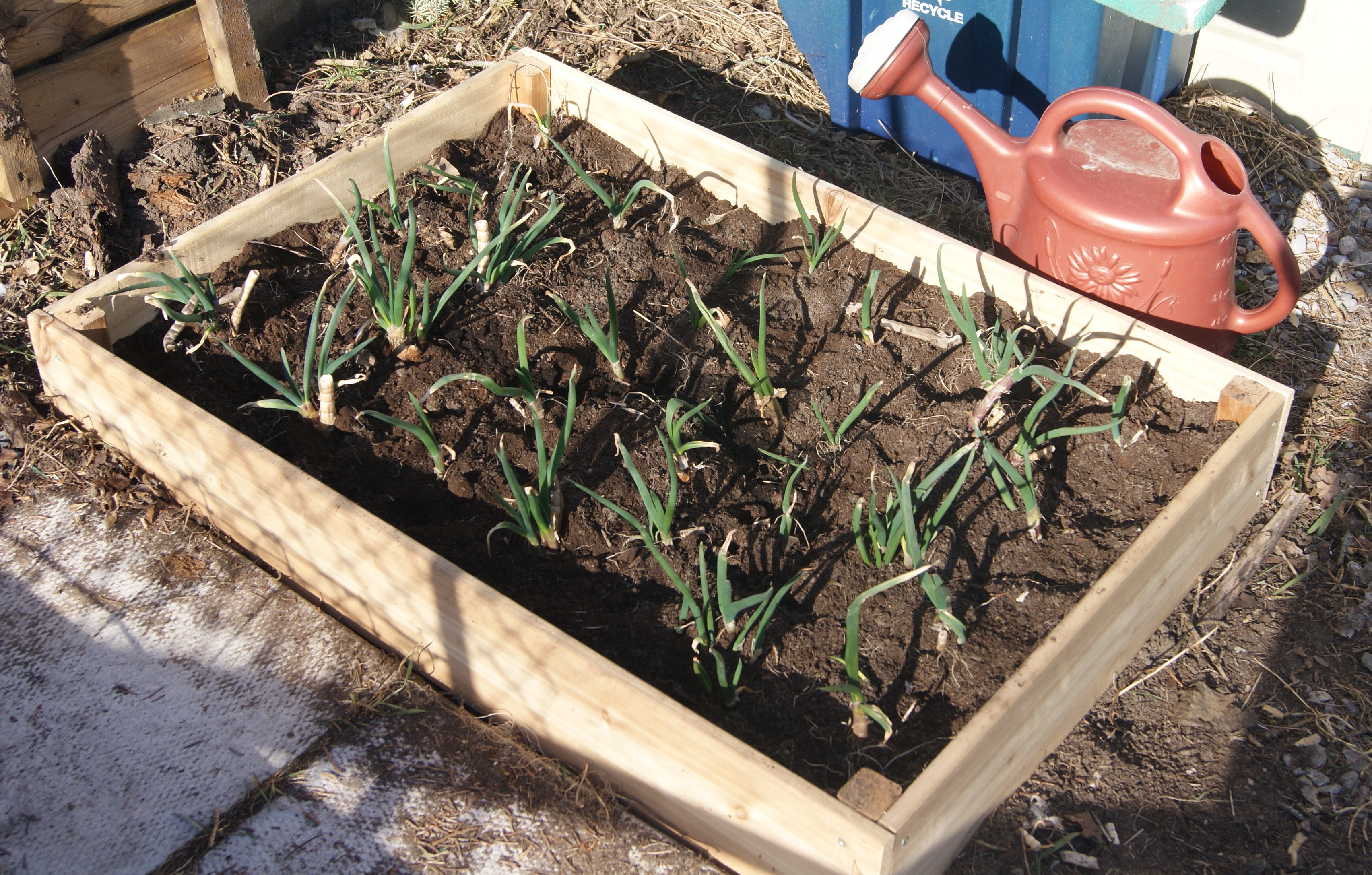 Planted Raised Bed.JPG