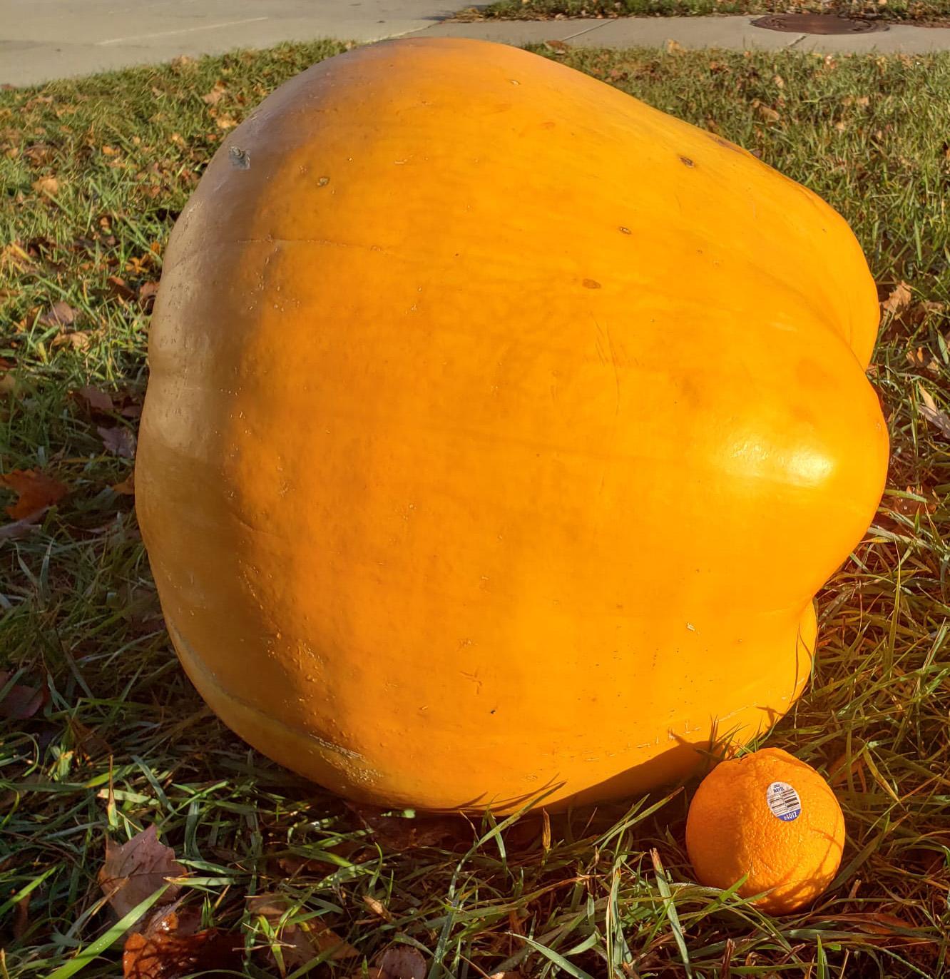 Pumpkin size.jpg