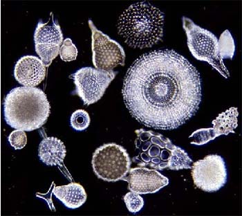 Radiolaria.jpg