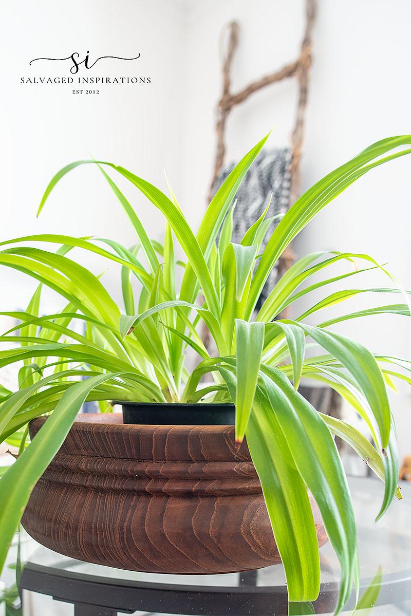 Spider-Plant-in-Wood-Bowl.jpg