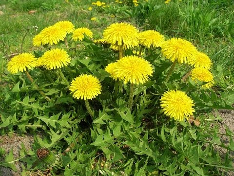 Survive on Dandelions