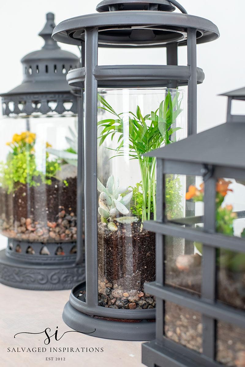 Three-DIY-Glass-Terrariums.jpg