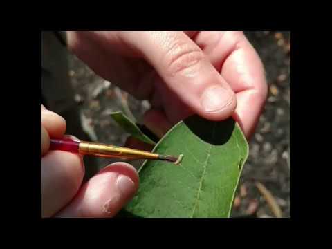 Transferring monarch caterpillar for outdoor rearing