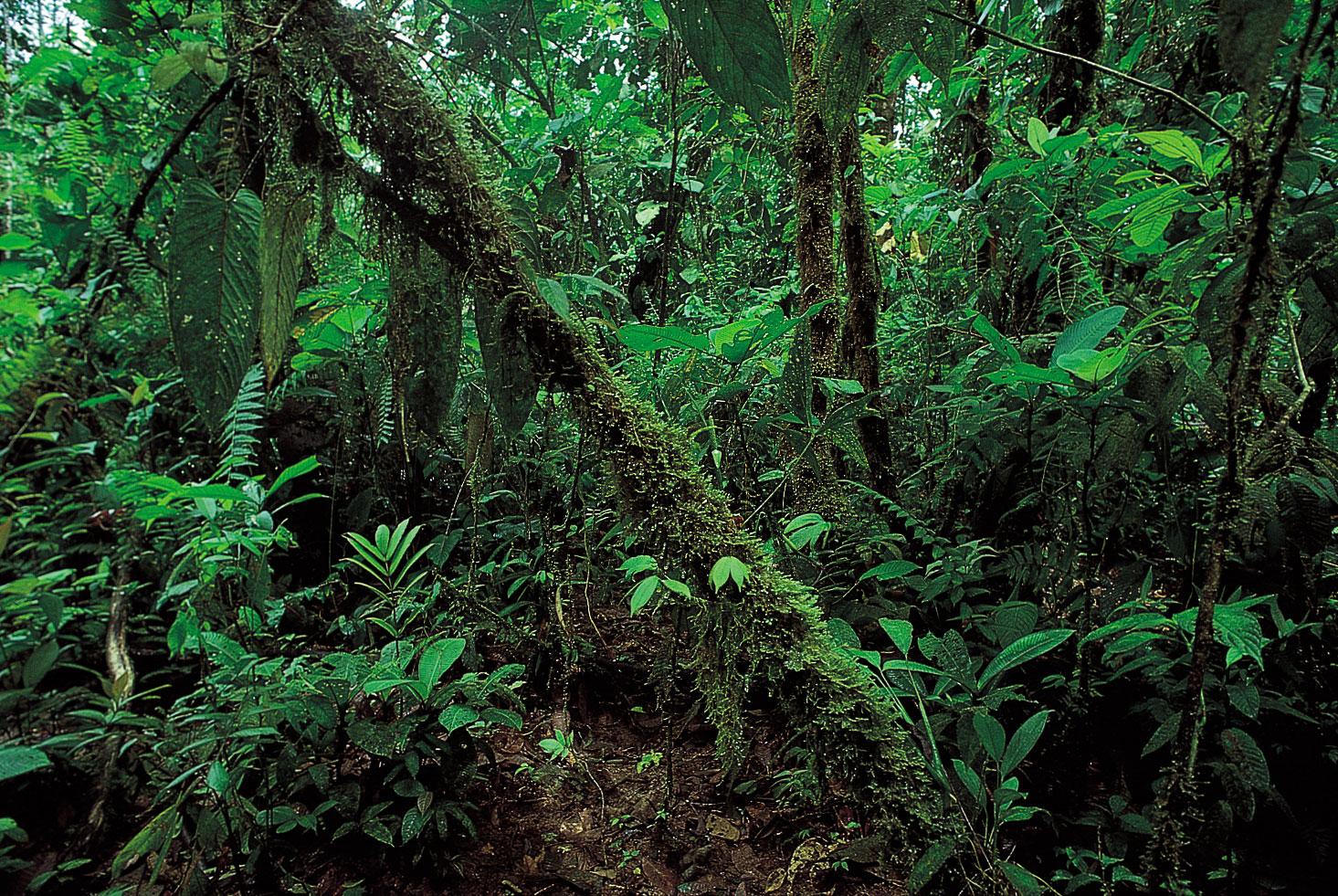 Tropical Rainforest.jpg