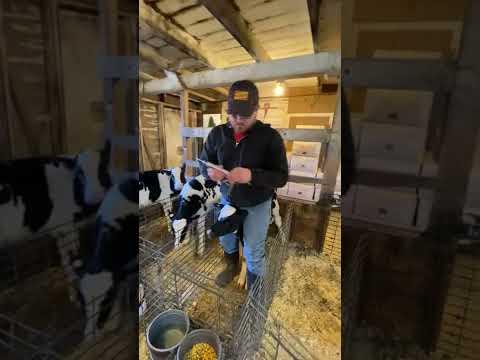 Vaccinating Calves (Applying the Medication)