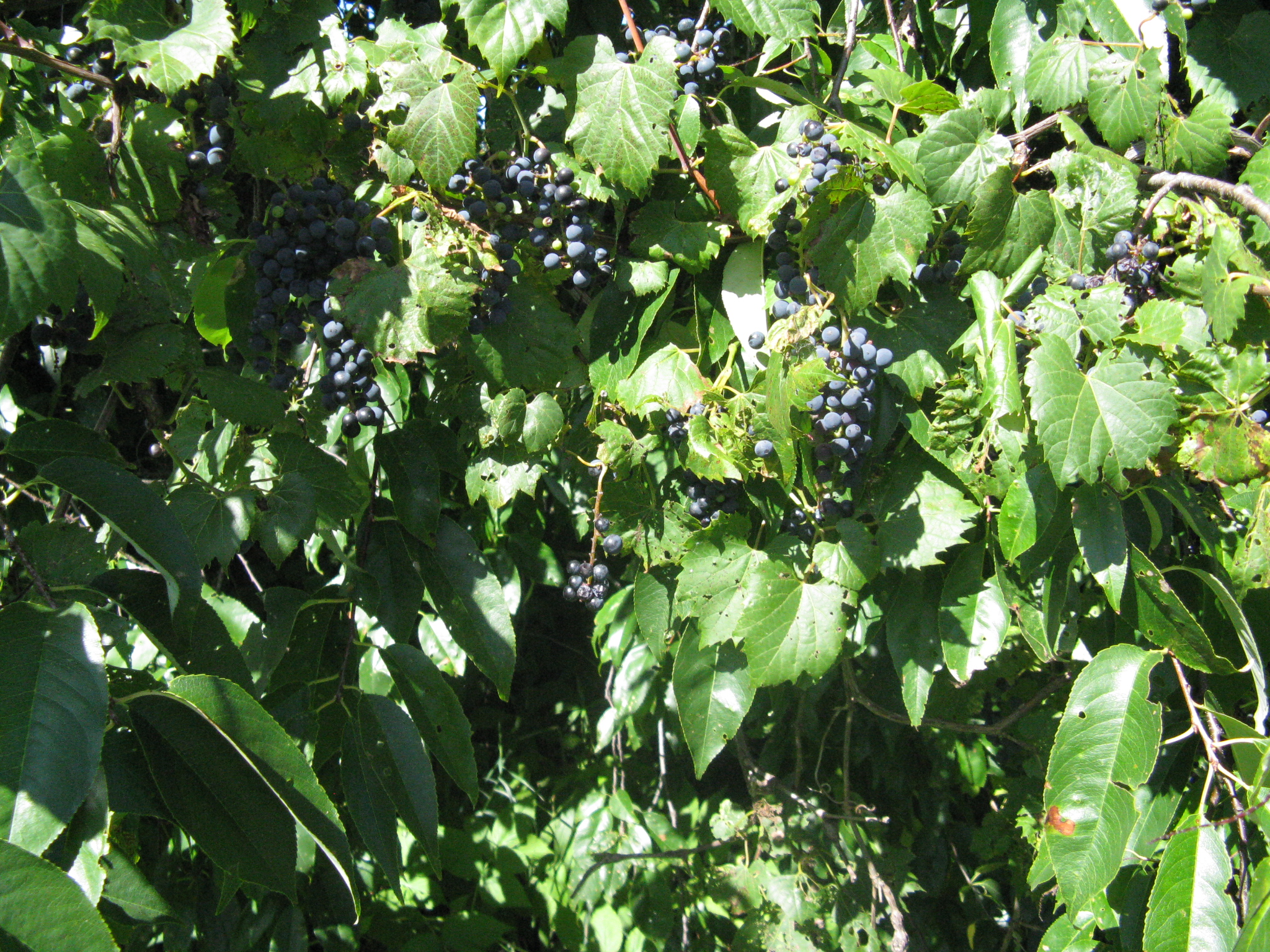 Wild Grape 4.JPG