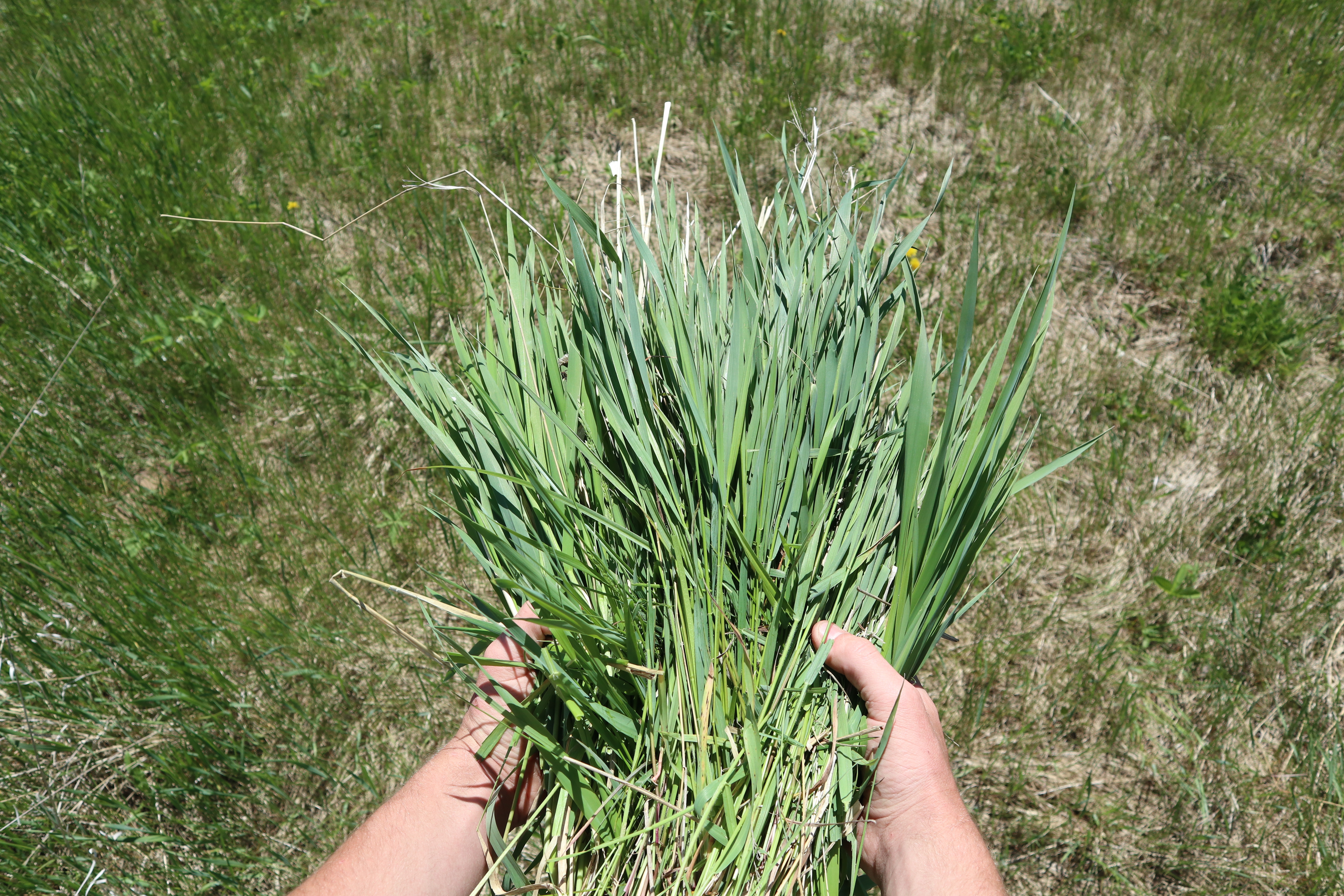 a pile of grass.JPG