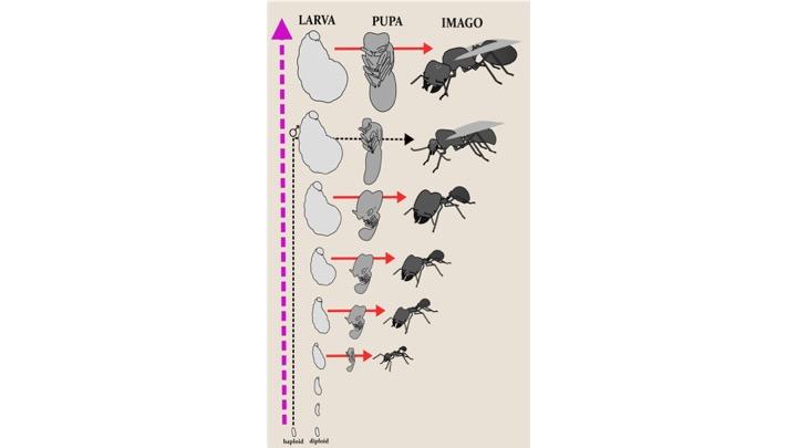 ant development.jpg