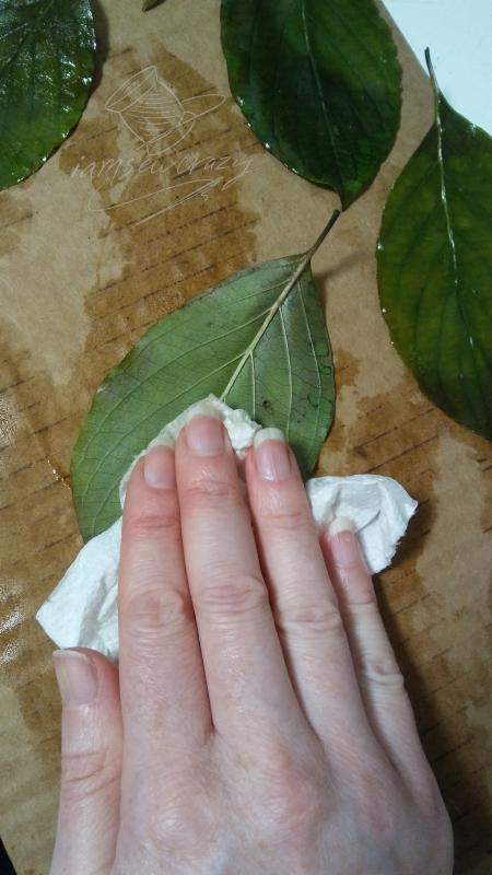 blotting leaves dry.jpg