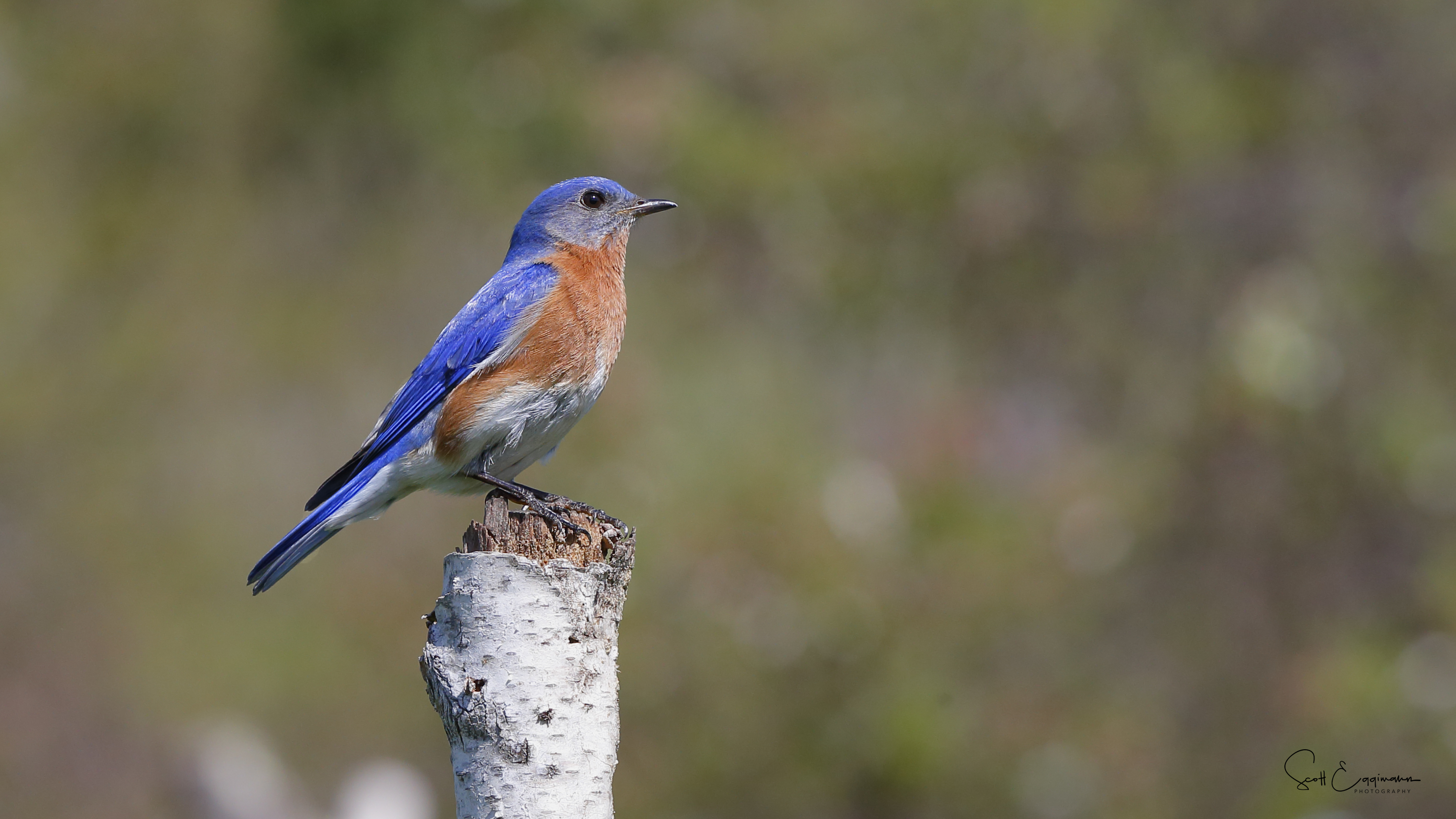 bluebird portrait.jpg