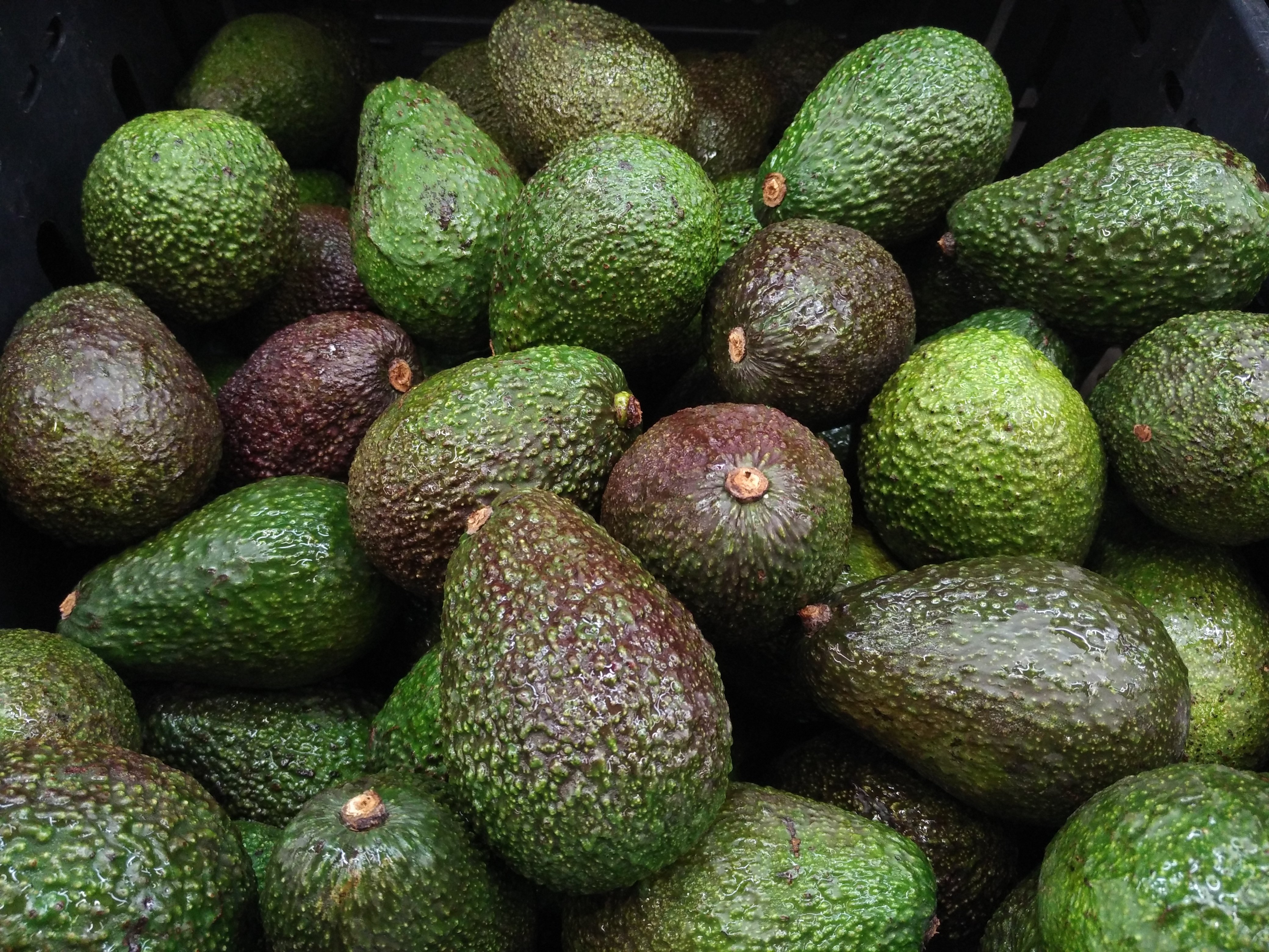 bunch of avos.jpg