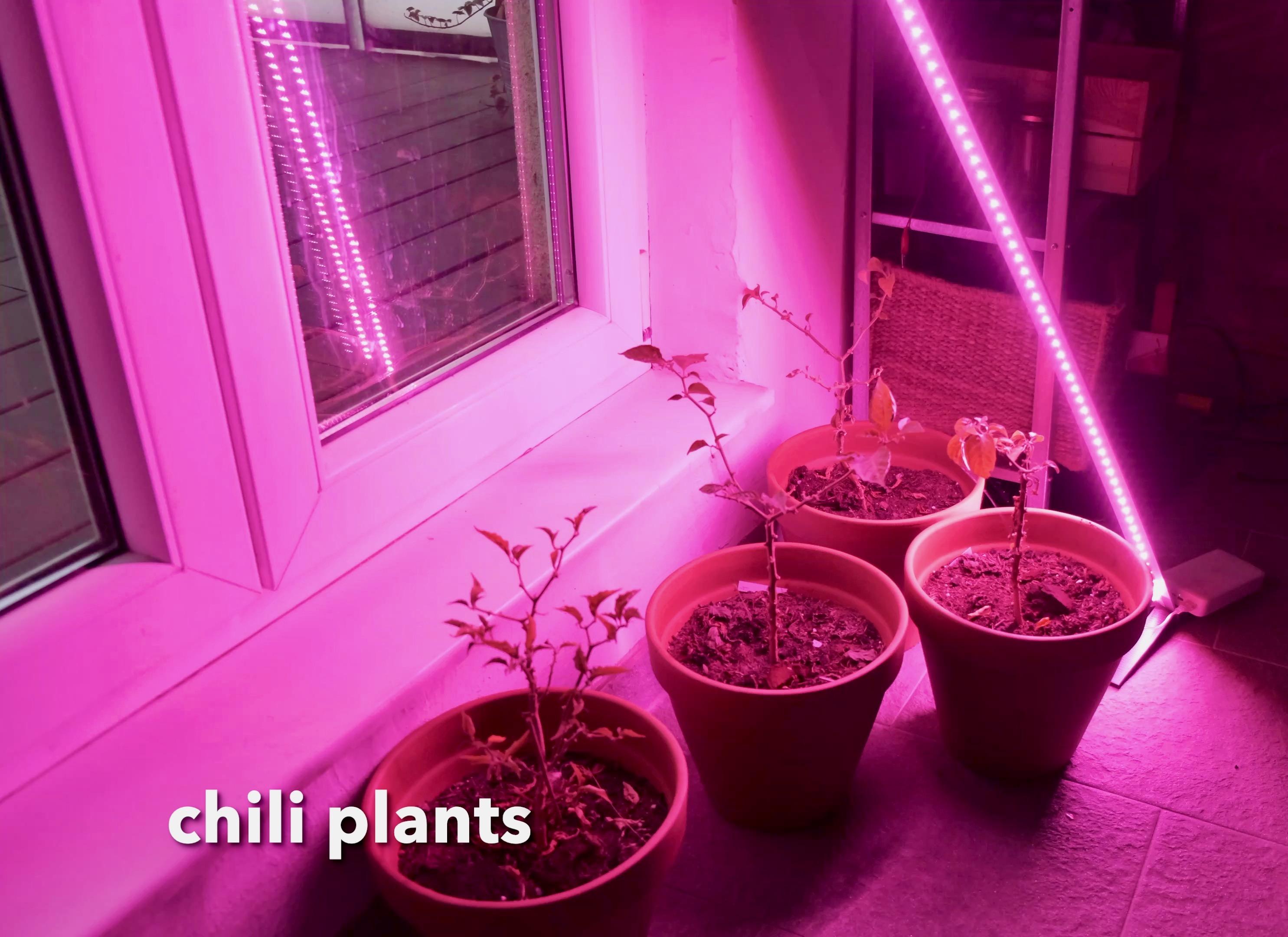 chili plants.jpeg