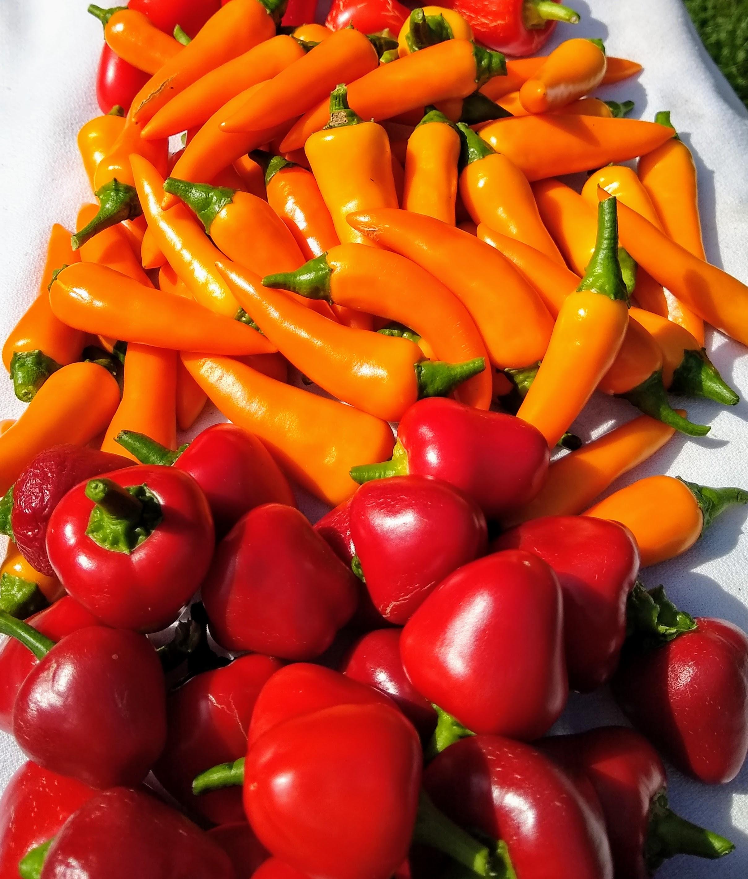 colorful peppers.jpg