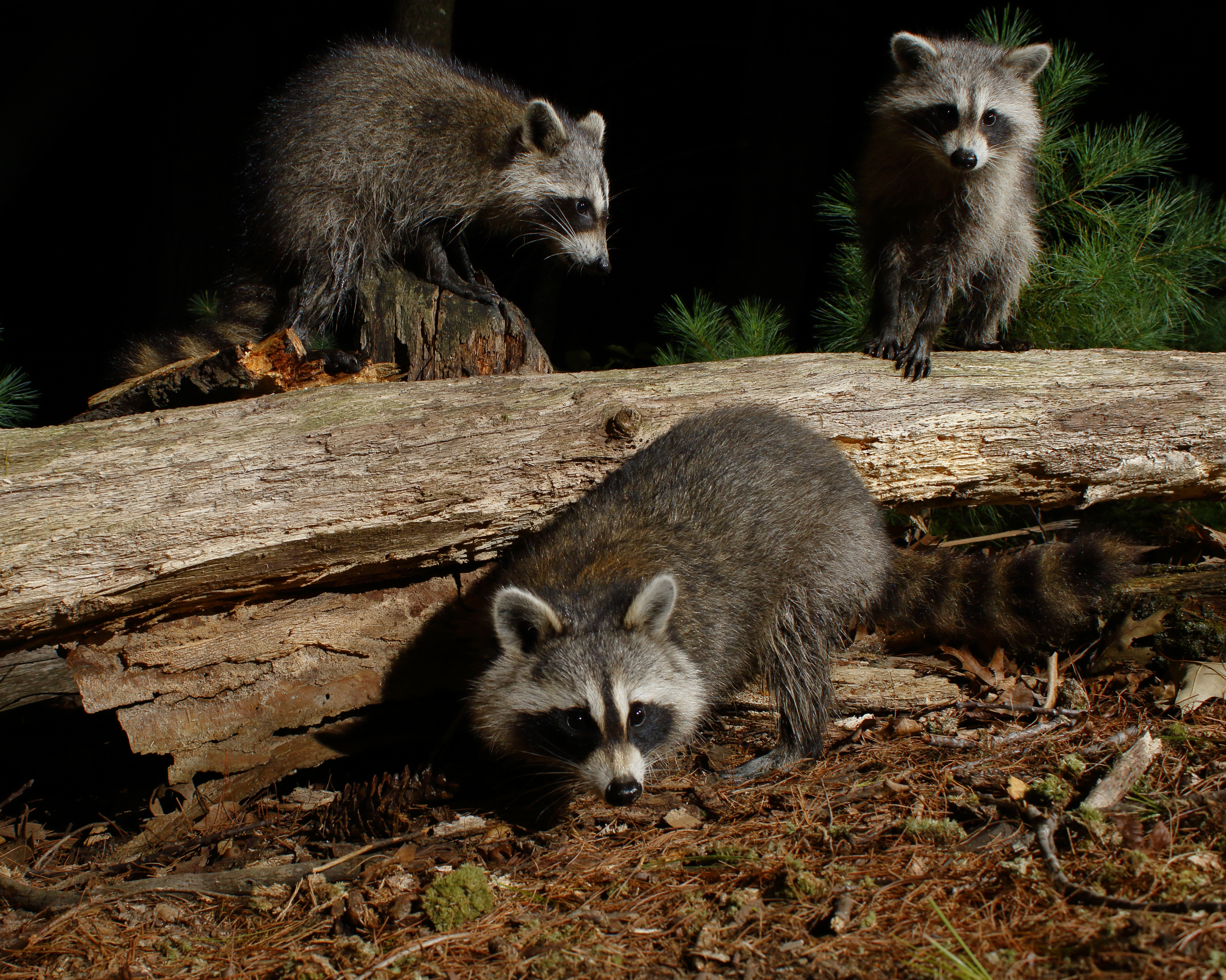 coon family.jpg