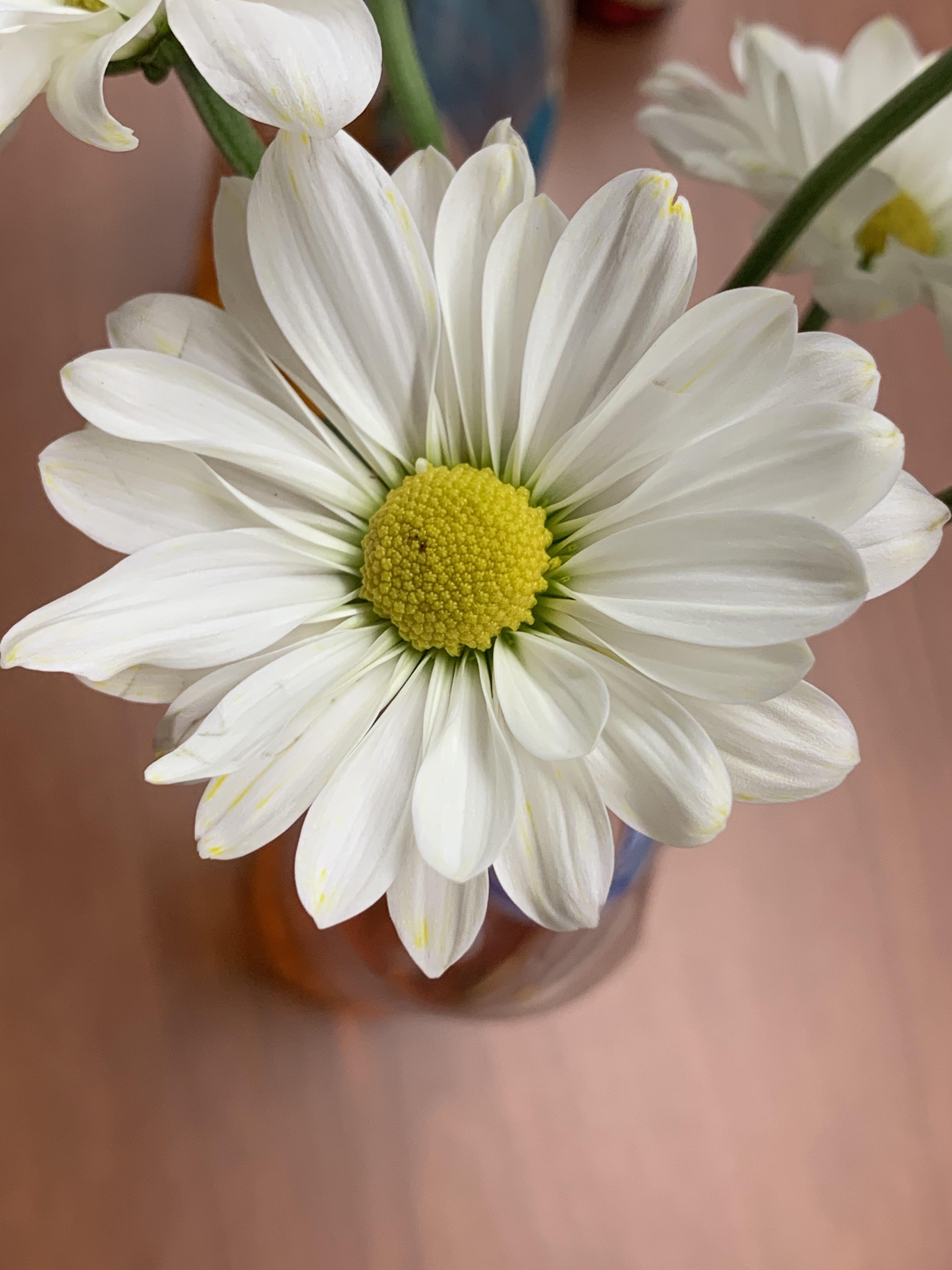 daisies, rewatered.jpg