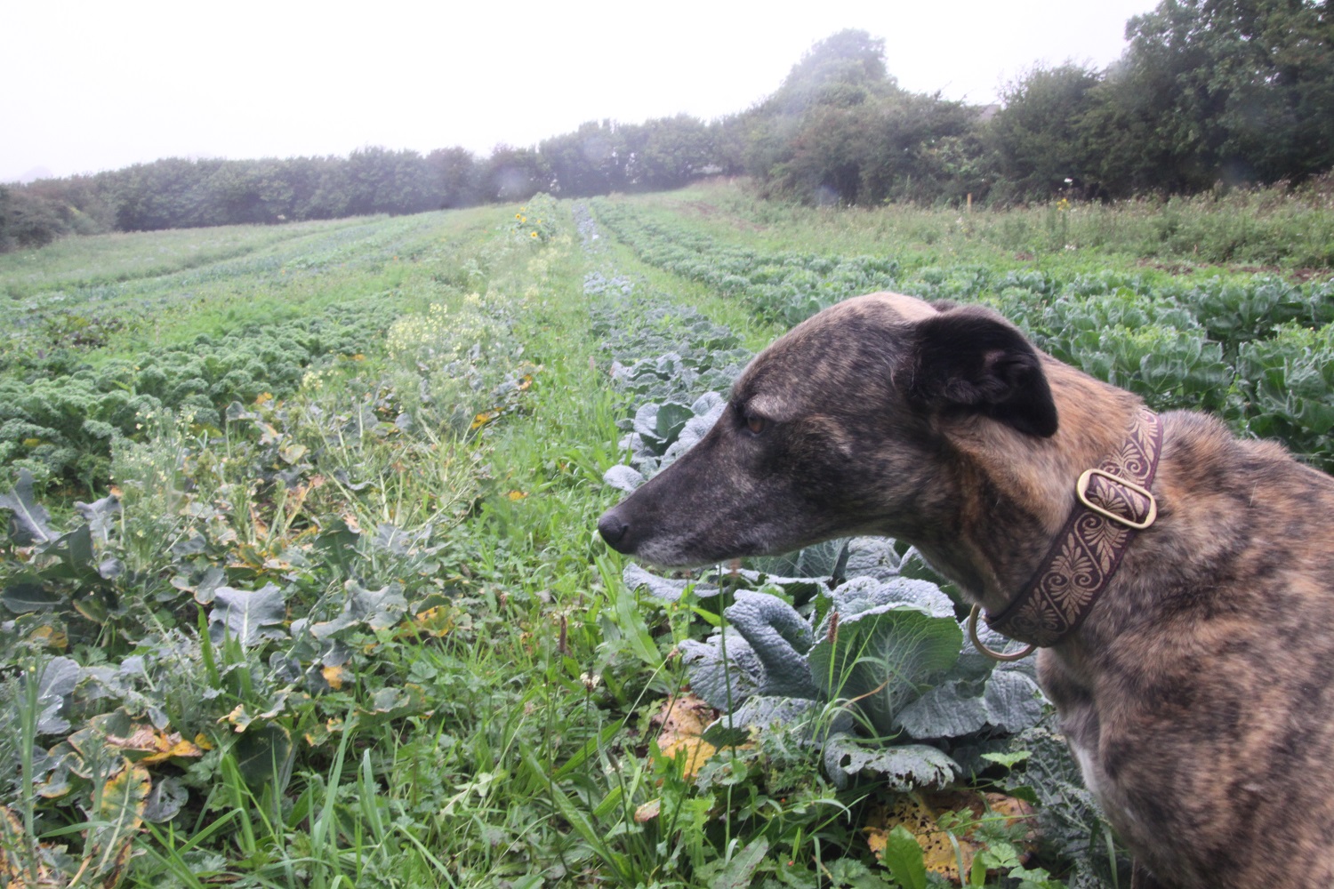 dog in field.jpg