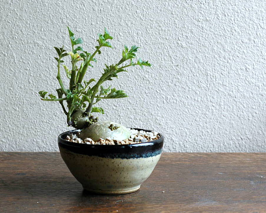 finished bonsai.JPG