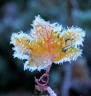 frozen leaf.JPG