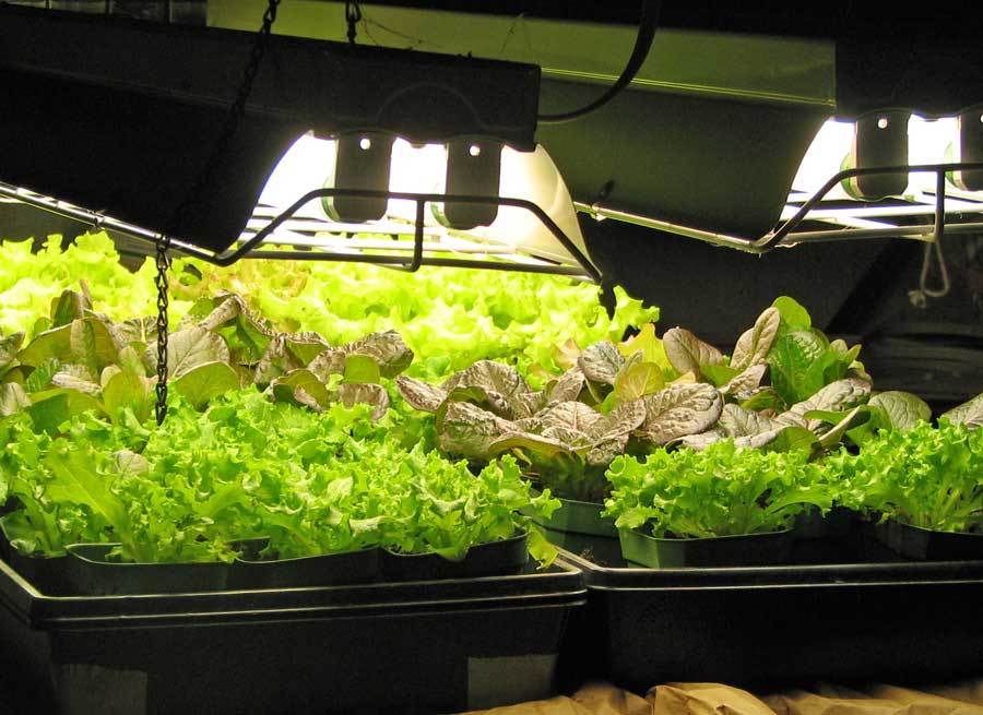 growing-vegetables-indoors-with-lights-16-growing-lettuce.jpg