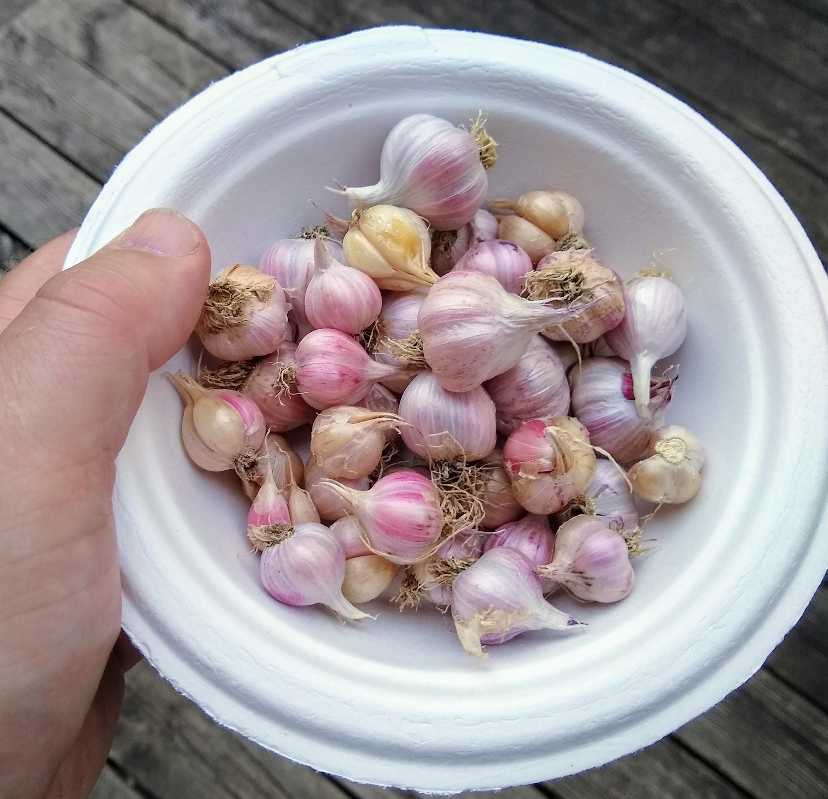 homegrowngarlic.jpg