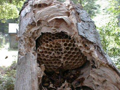 hornet nest.jpg