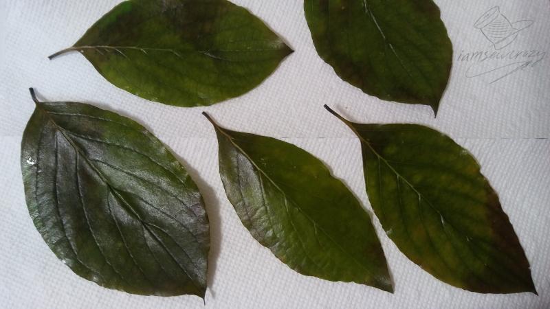 leaves drying on paper towels.jpg