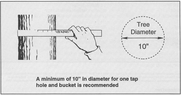 maple-tree-diameter.gif