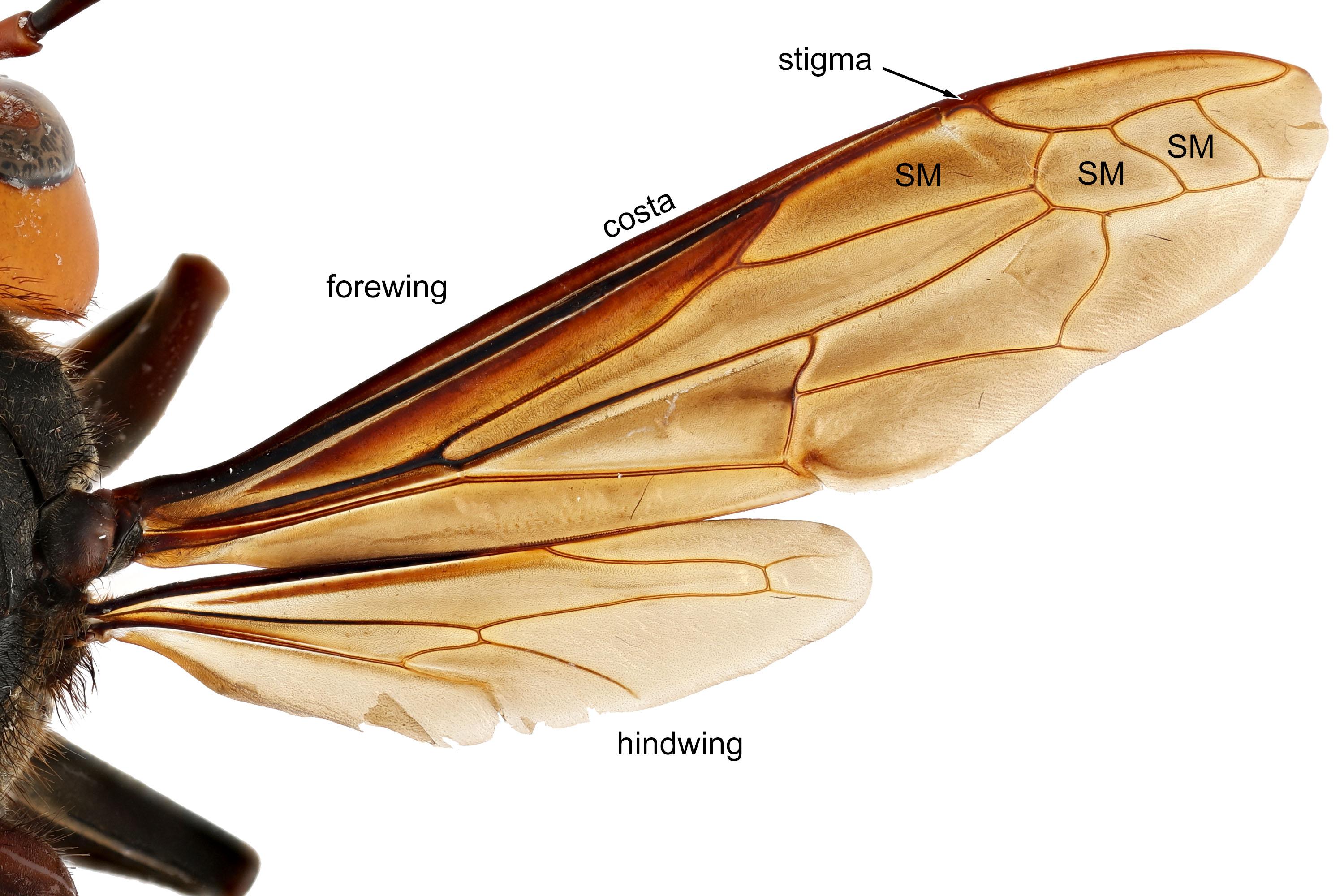 morphology4_wings_website.jpg