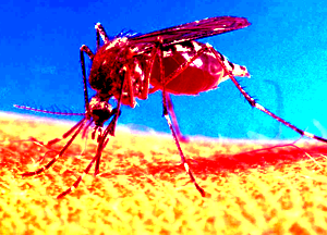 mosquito.png