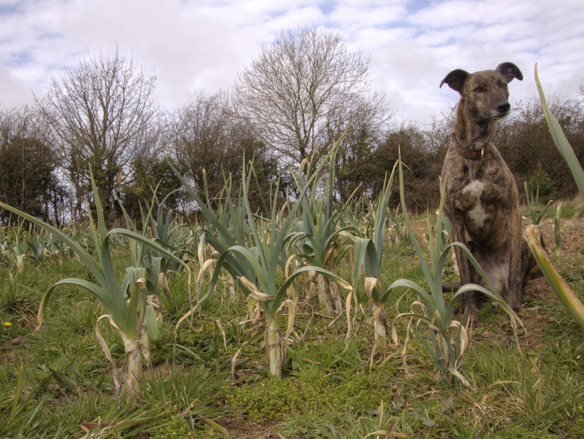 old leeks 01 small.jpg