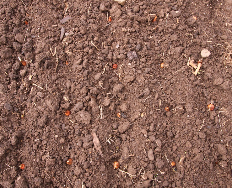 onions set planting 02.jpg